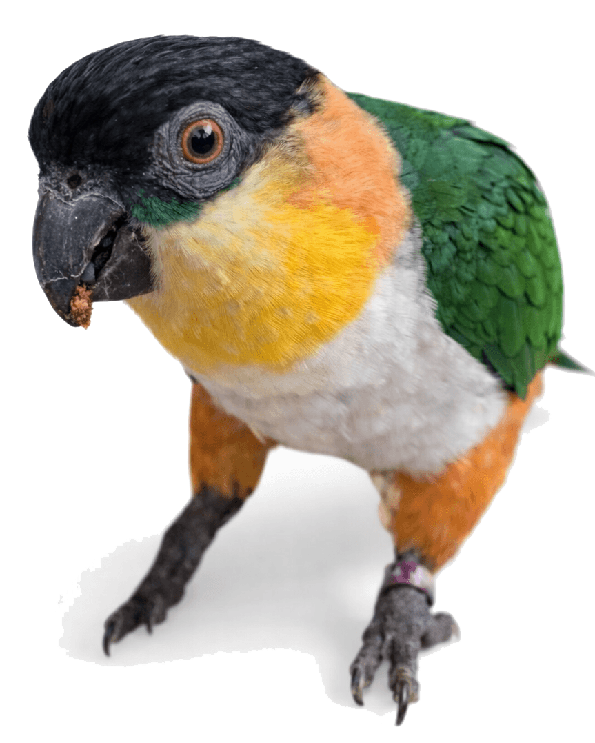 A caique